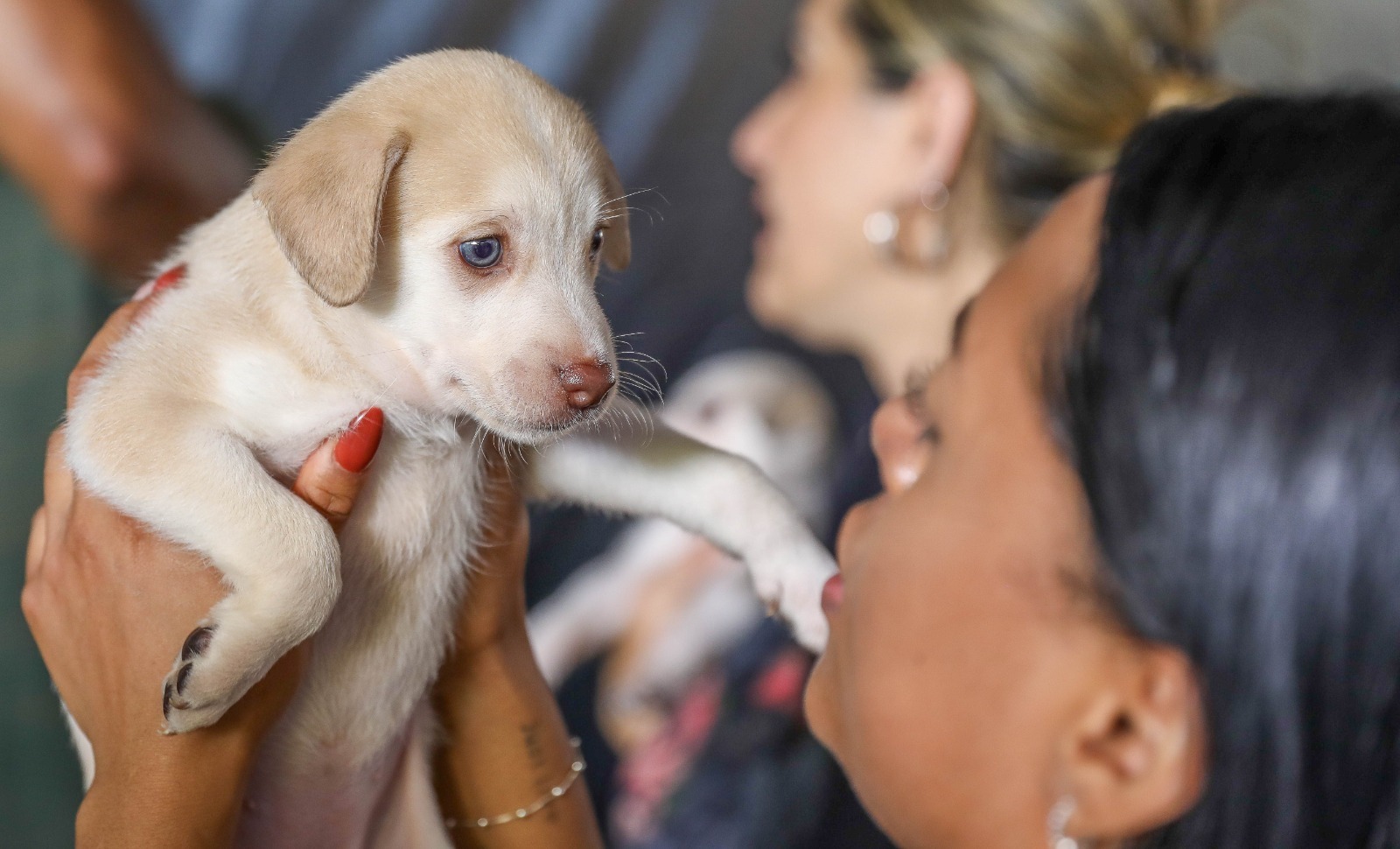 Campanha de castração de cães e gatos gratuita oferece 1,8 mil vagas na próxima semana