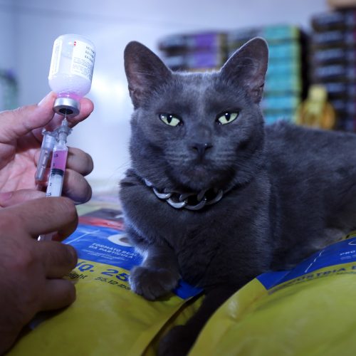 Campanha contra a raiva espera imunizar 160 mil cães e gatos em outubro no DF