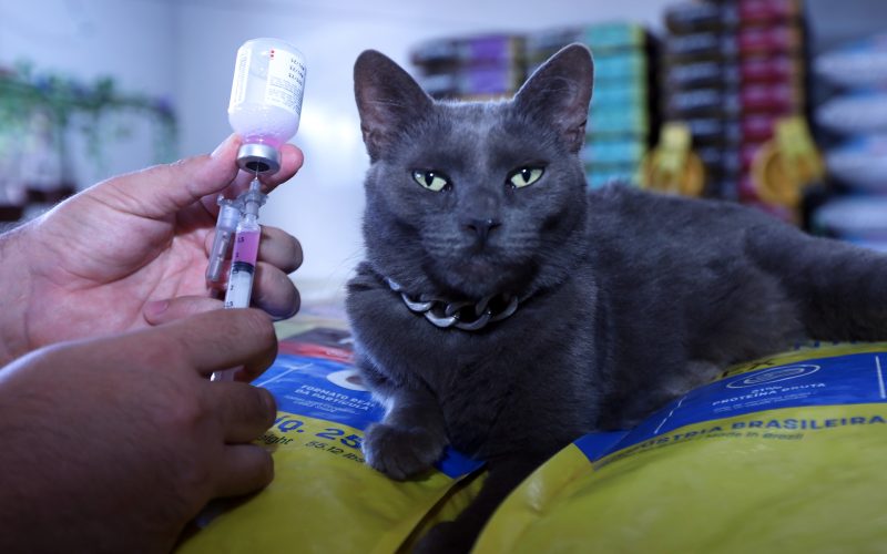 Campanha contra a raiva espera imunizar 160 mil cães e gatos em outubro no DF