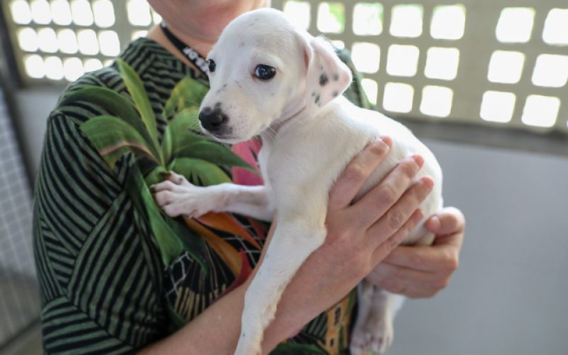 Animais resgatados em operação na Candangolândia estão disponíveis para adoção