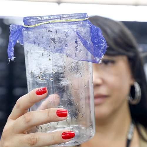 Com drones e mosquitos wolbitos, GDF alia tecnologia e controle biológico no combate à dengue