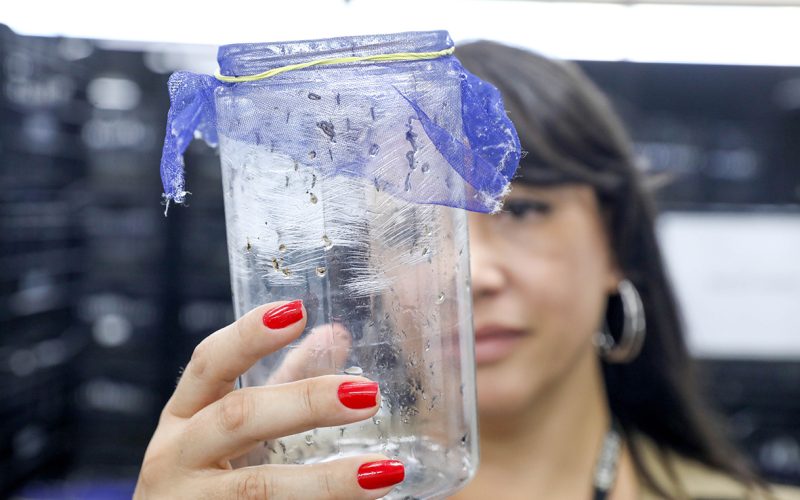 Com drones e mosquitos wolbitos, GDF alia tecnologia e controle biológico no combate à dengue