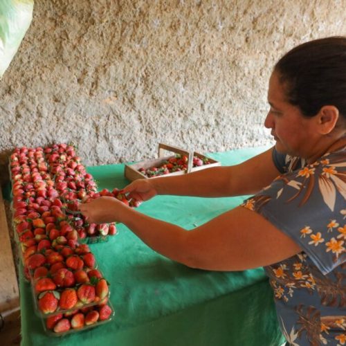 DF fará maior compra de alimentos da agricultura familiar para escolas da história