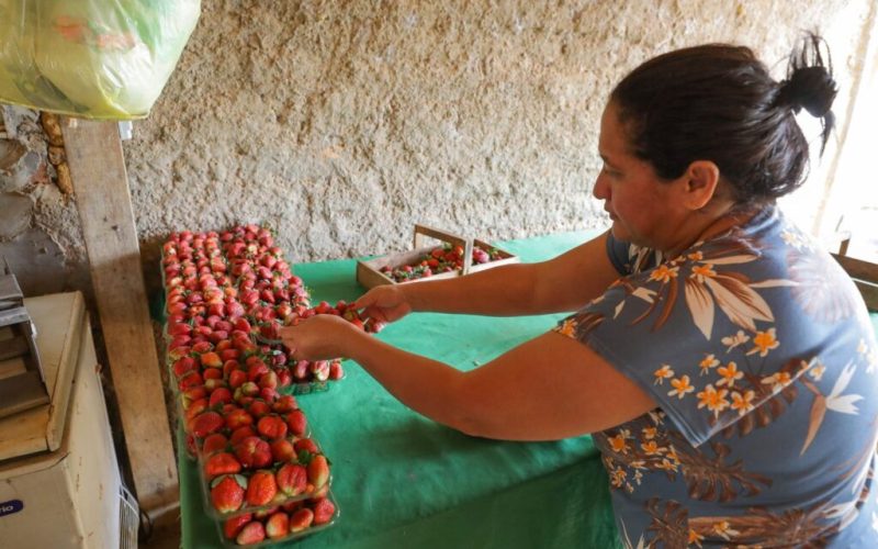 DF fará maior compra de alimentos da agricultura familiar para escolas da história