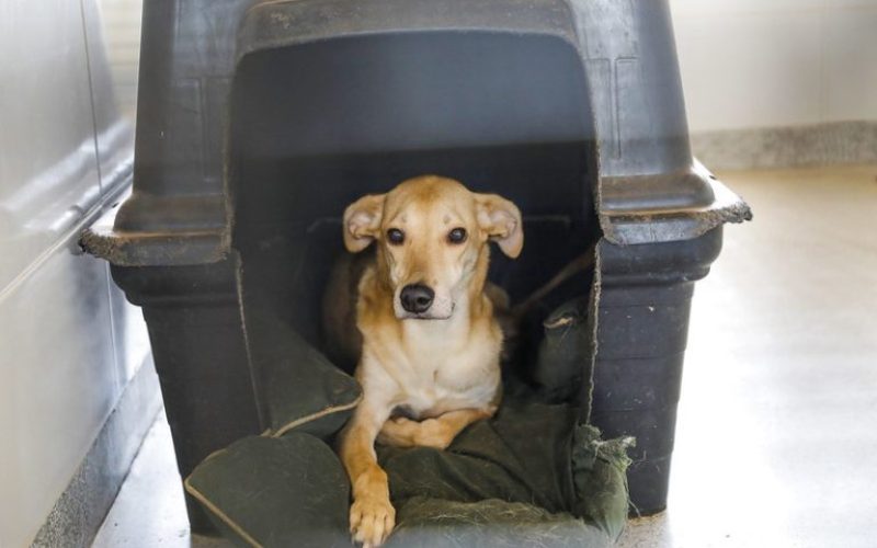 Mais de 55,4 mil cães e gatos foram castrados por meio dos programas do GDF