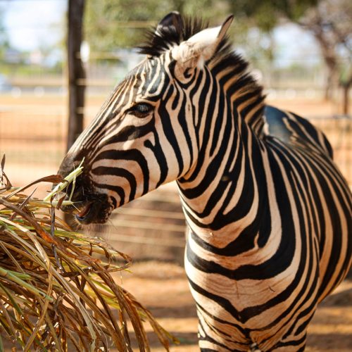 Zoo Animado transforma o Zoológico de Brasília em palco de diversão e cultura