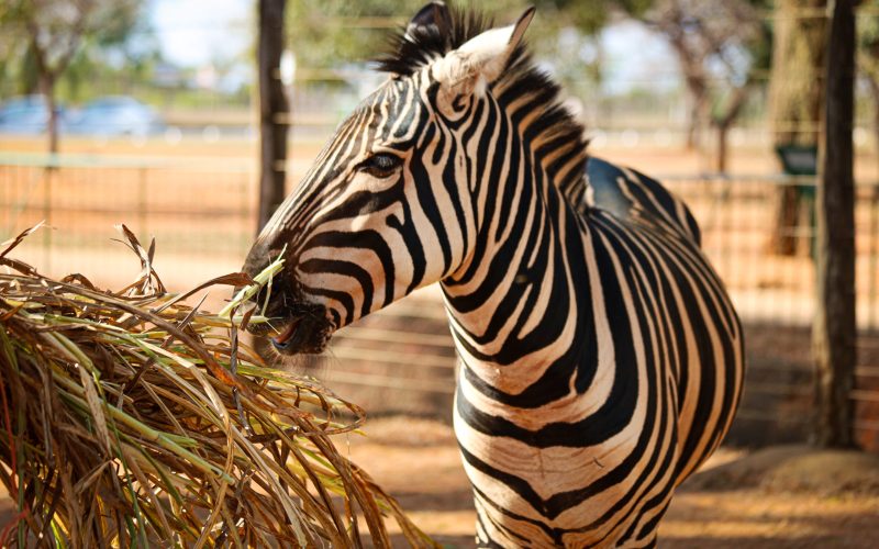 Zoo Animado transforma o Zoológico de Brasília em palco de diversão e cultura