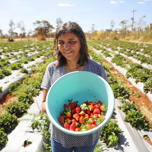 Com criatividade, produtores de Brazlândia se preparam para a 29ª Festa do Morango