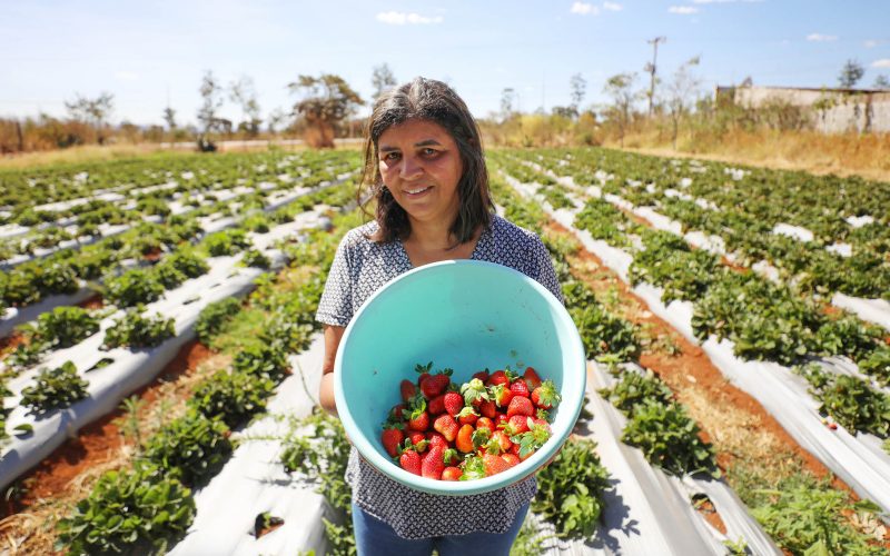 Com criatividade, produtores de Brazlândia se preparam para a 29ª Festa do Morango