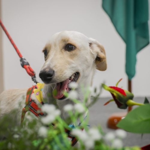 Projeto Pet ConVivência incentiva adoção de animais por escolas públicas