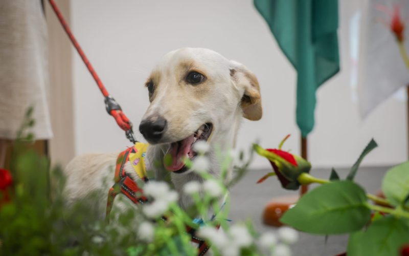 Projeto Pet ConVivência incentiva adoção de animais por escolas públicas