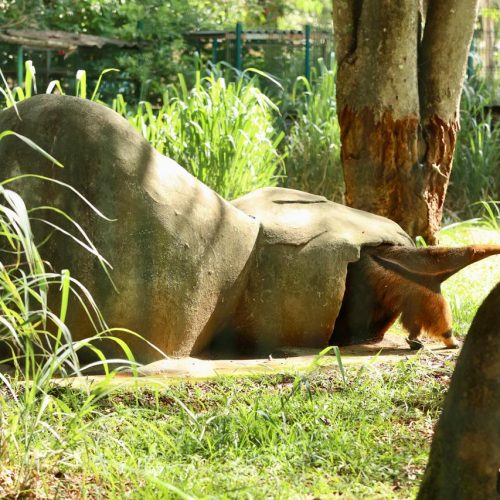 Adaptações nos cuidados asseguram conforto e saúde para os animais do Zoológico de Brasília durante o período chuvoso