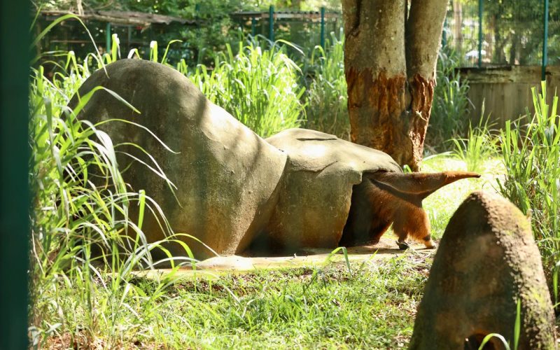 Adaptações nos cuidados asseguram conforto e saúde para os animais do Zoológico de Brasília durante o período chuvoso