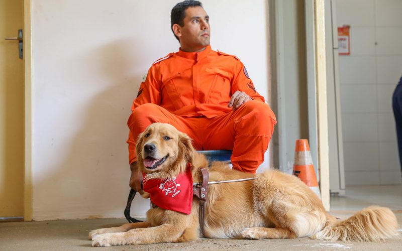 Cães-guia do Corpo de Bombeiros buscam famílias para nova fase do projeto