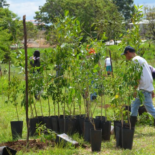 GDF investirá R$ 3,7 milhões em nova etapa de recuperação do Cerrado