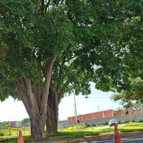 Com serviço de podas intensificado, GDF registra redução nas reclamações