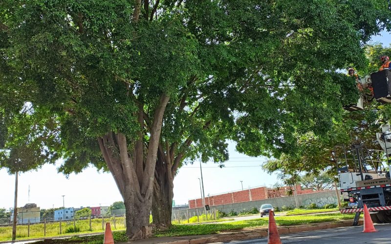 Com serviço de podas intensificado, GDF registra redução nas reclamações