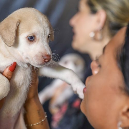 Campanha de castração de cães e gatos gratuita oferece 1,8 mil vagas na próxima semana