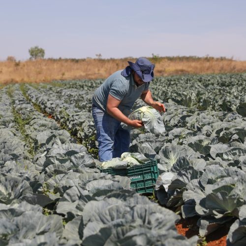 GDF reforça crédito e investe mais de R$ 16 milhões no Fundo de Desenvolvimento Rural