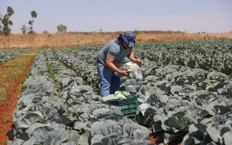GDF reforça crédito e investe mais de R$ 16 milhões no Fundo de Desenvolvimento Rural