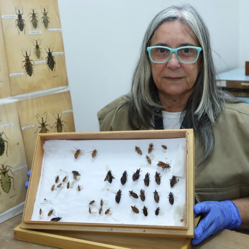 Mês de conscientização sobre a doença de Chagas alerta para cuidados e risco de contaminação