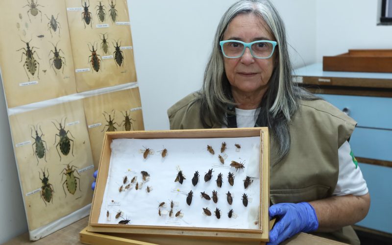 Mês de conscientização sobre a doença de Chagas alerta para cuidados e risco de contaminação